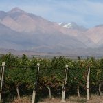 Bodega Amalia – Beautiful Vineyard