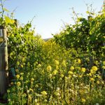 Foley Wines Wildflowers