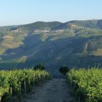 ManzWine – beautiful vineyard