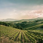 Tenuta Cocci Grifoni Historical vineyard