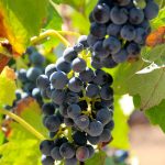 Bodega de Moya – Grapes