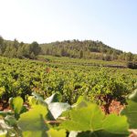 Bodega de Moya – Vineyard