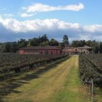 Chiarli – Vineyard