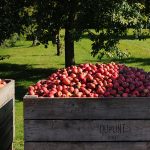 Domaine Dupont – The Harvest