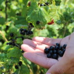 best_cassis_blackcurrant_liquor