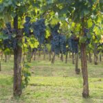 winegrowing-972948