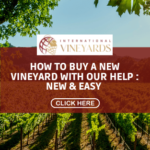 How to buy a new vineyard with international vineyards